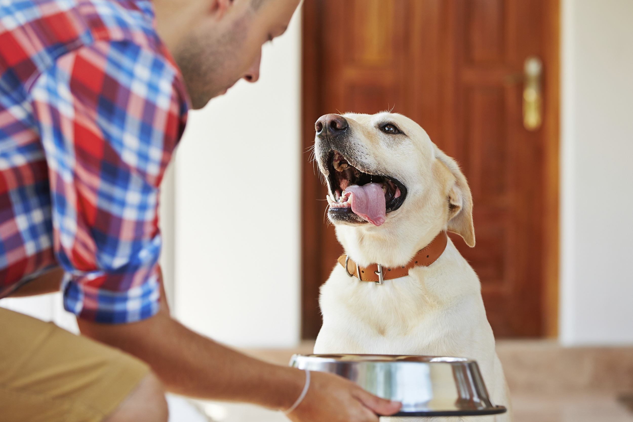 Hungry labrador retriever is waiting for feeding.