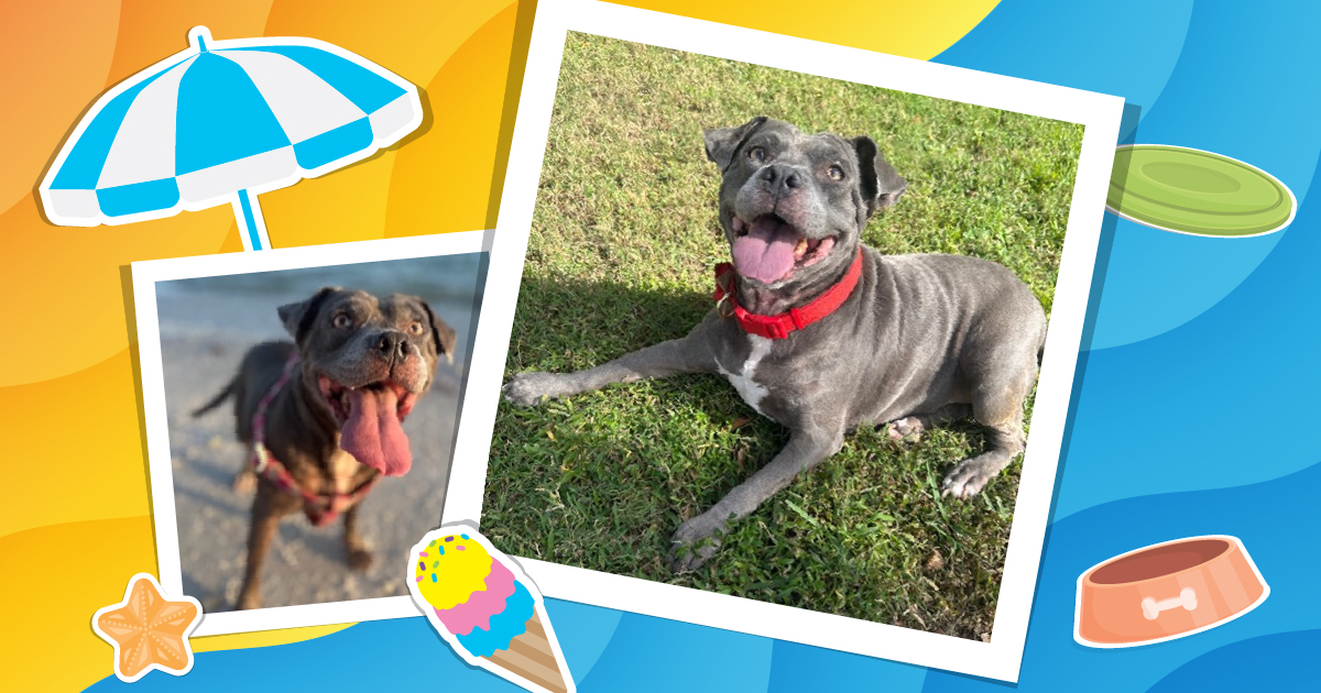 Share Your Pup’s Summer Adventures! Enter Lucy’s Paws & Play Photo Contest