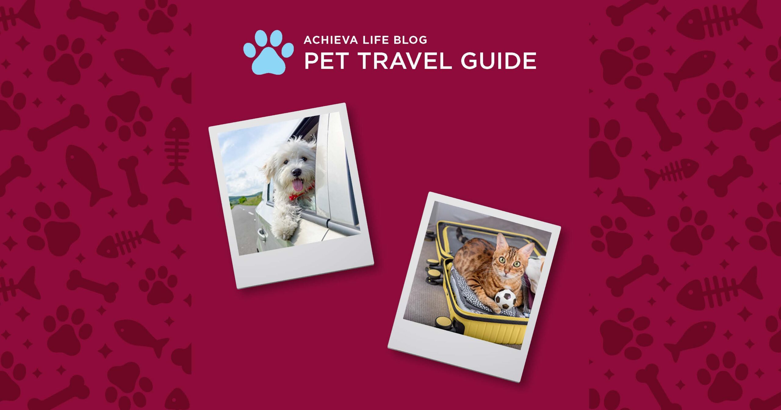 The Ultimate Pet-Friendly Travel Guide